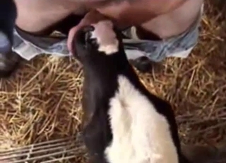 POV blowjob from a kinky-looking animal