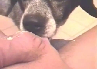 Submissive-looking dog sucking dick