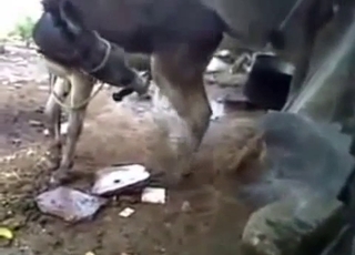 Donkey showing how naughty he really is