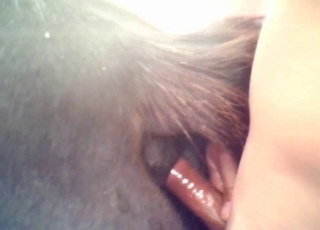 Curved cock dude fucking a horse pussy