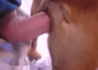 Dog pussy gets gaped by a human cock