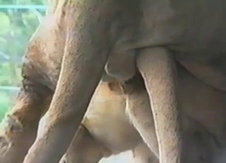 Lion romp in a zoo, enjoy bestiality porn