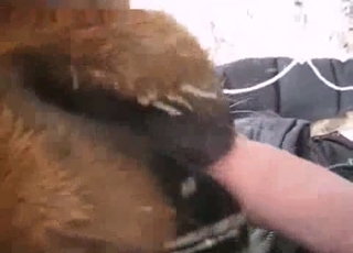Intense BJ from a kinky animal, zoo XXX