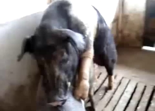 Two passionate pigs fucking in a barn