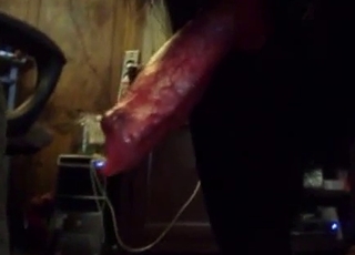 Red veiny dog dick getting teased