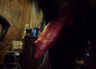 Red veiny dog dick getting teased