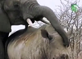 The hottest elephant porn video ever