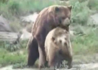 Bear with us, it's a bear fucking video