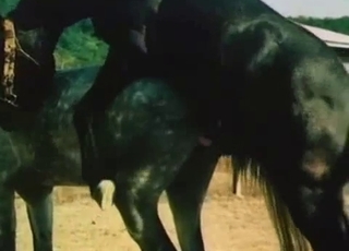 Sexy zoo vid with a hung horse
