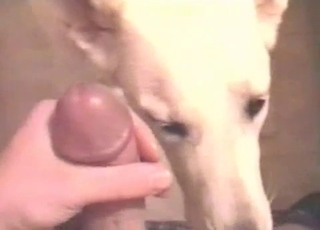 Dude gets a blowjob/rimjob from a dog