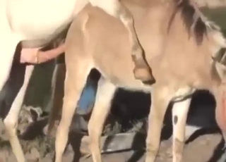 Horse vs donkey in bestiality porn with gape