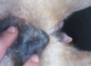 Get dirty as fuck with dogs that fuck around