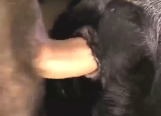 Dude puts his cock in a black dog from behind
