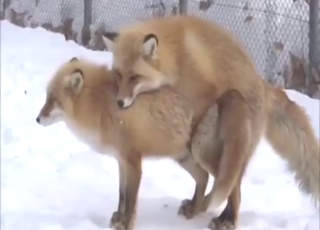 Fox-on-fox fucking with two sexy animals