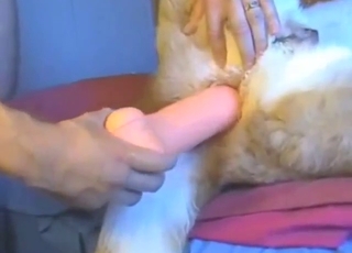 Brown and white dog gets fucked by a toy