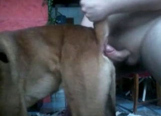 Dog cock is getting pleasured here