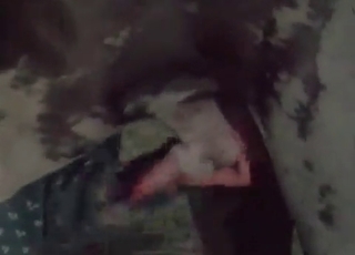 Seductive pig fucked by a farmer