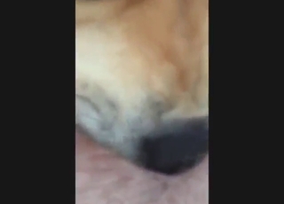 Swollen dog pussy will enjoy tongue play