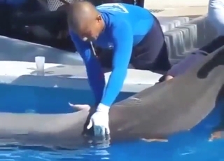 Underwater bestiality sex with a horny jerker