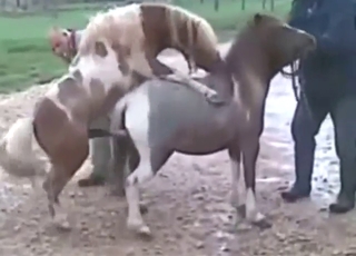 Hot and big load for a pony in a kinky video