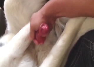 Zoophile guy stroking that animal's nice dick