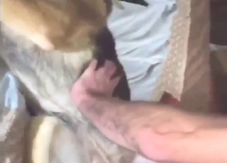 Shephard threesome in bestiality porn XXX