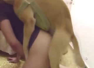 Furry beast in a zoo XXX doggystyle fuck
