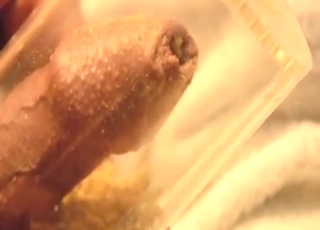 Unforgettable zoo pleasure with foreskin maggots