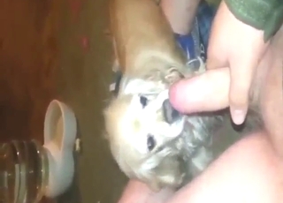 Dog with eager throat sucking this dude off