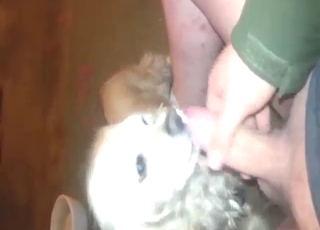 Dog with eager throat sucking this dude off