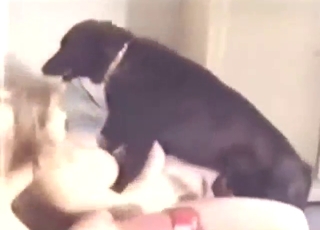 Zoophile porn shows how vintage blonde fucks dogs