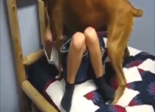 Zoo porn shows sexy dogs fucking the hottest gals