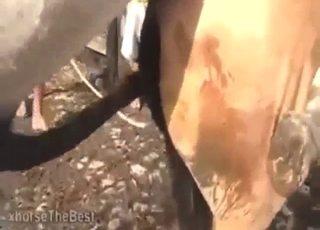 Zoophile hotness: donkey takes this gape to limit