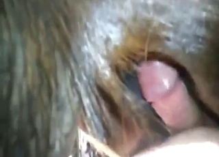 Slutty mare takes that zoophile cock even deeper