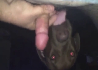 Zoophile porn with a dog that licks a nice penis
