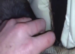 Cool zoophilic person fucks a sexy animal in POV