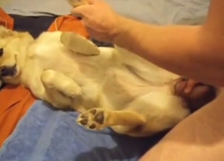 Zoophile porn shows a sexy beast taking a toy