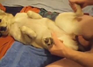 Zoophile porn shows a sexy beast taking a toy