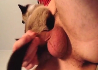 Hard-dicked dude has a cat meowing on top of him