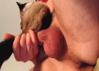 Hard-dicked dude has a cat meowing on top of him
