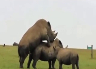 Cuckold rhino watching two big animals go at it