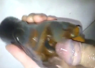 Bestiality porn with a guy and his fucking slugs