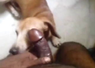 Sexy dog licks the guy's dick & it's great to see