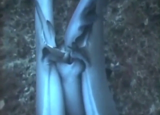 Sexy sharks are naked, slick, and ready to fuck