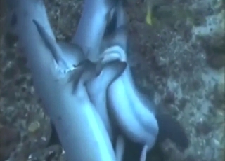 Sexy sharks are naked, slick, and ready to fuck