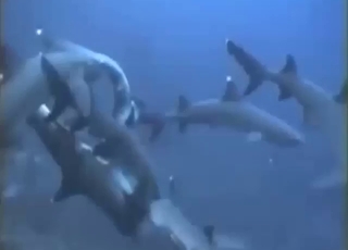 Sexy sharks are naked, slick, and ready to fuck
