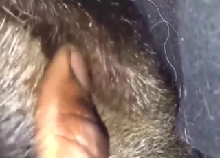 Sexy animal exposes his yet-unfucked butthole