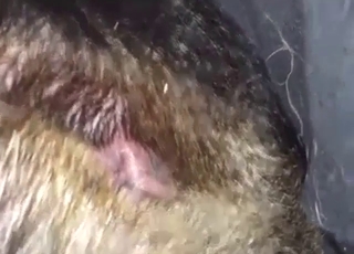 Sexy animal exposes his yet-unfucked butthole