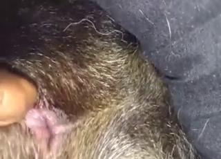 Sexy animal exposes his yet-unfucked butthole