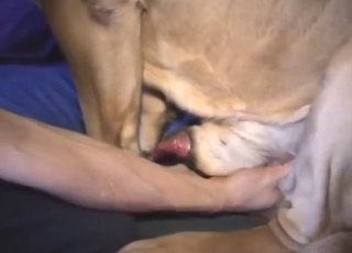 Old yet sexy dog sitting down on his meaty cock